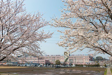 桜の効能