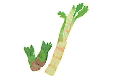 春の野菜で春の体へ